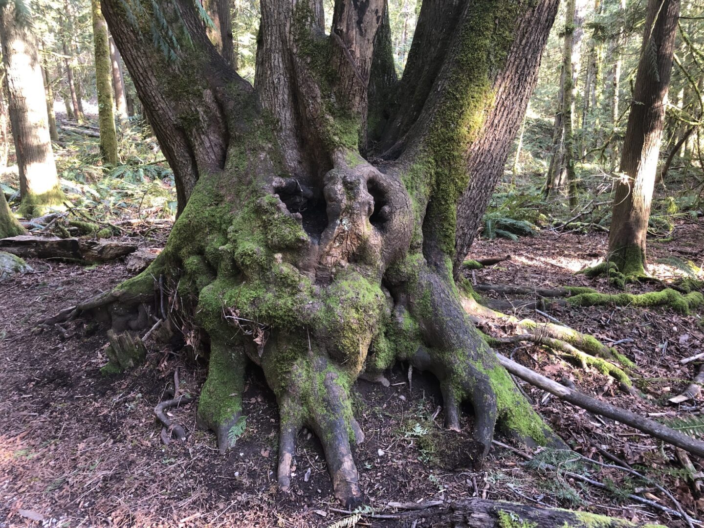 A tree with moss growing on it's trunk.