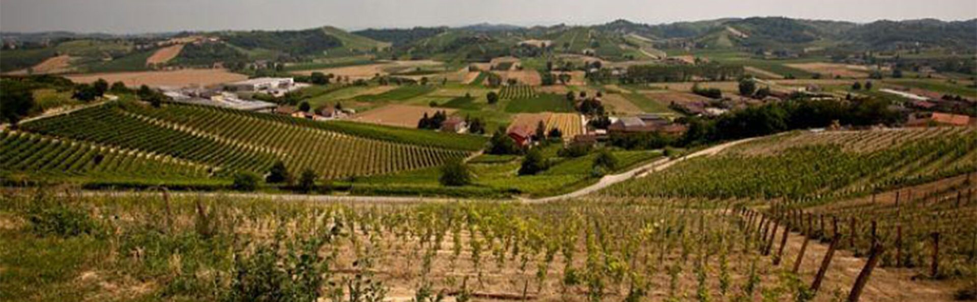A view of some green hills and vineyards.