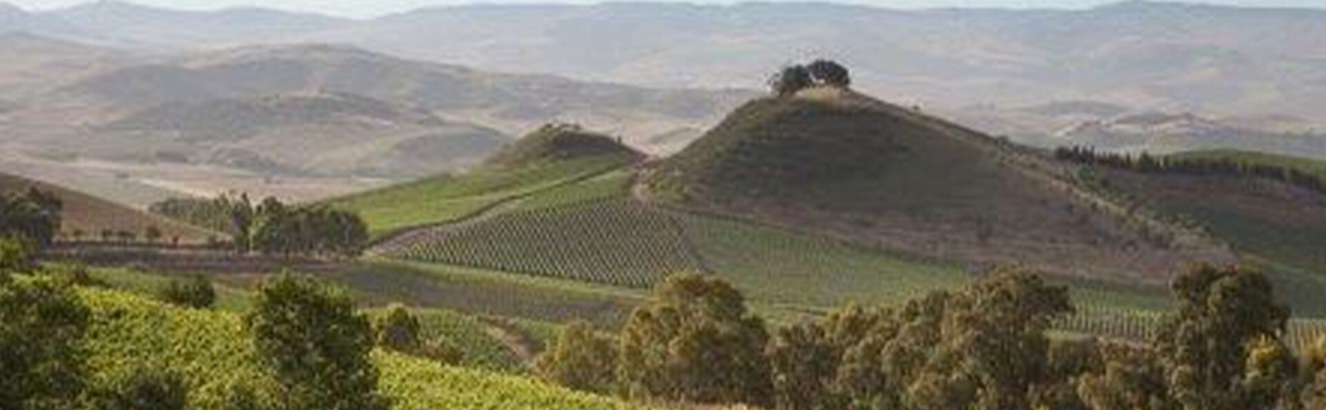 A view of some hills with many different types of vines.